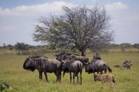 Wildbeest